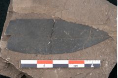 Foto (Detailansicht) von Sapotacites sideroxyloides Ettingshausen (NHMW-GEO-2024-0188-8014)